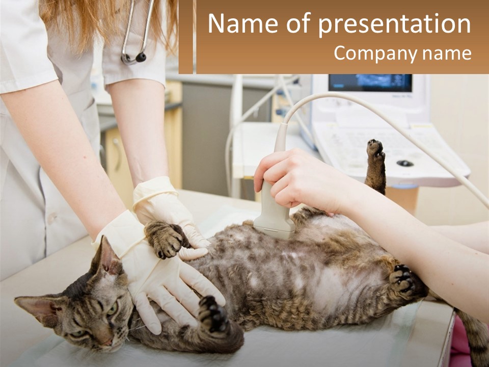A Cat Is Being Examined By A Veterinator PowerPoint Template