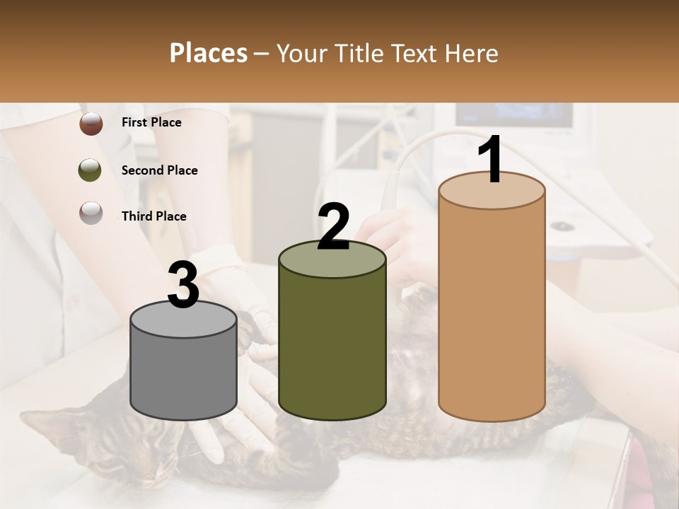 A Cat Is Being Examined By A Veterinator PowerPoint Template