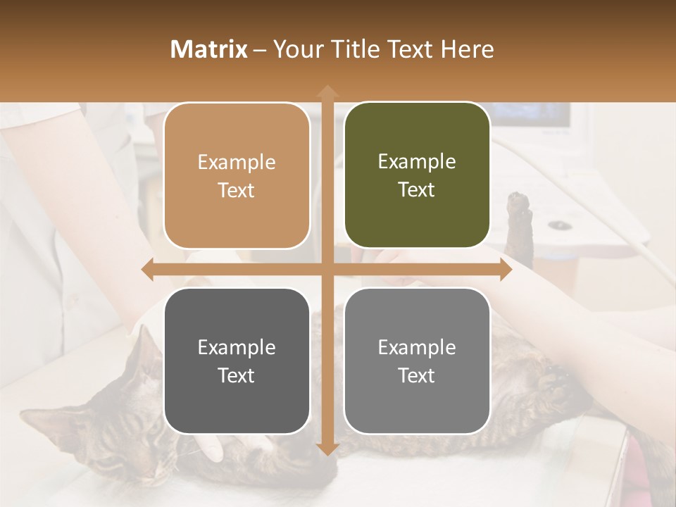 A Cat Is Being Examined By A Veterinator PowerPoint Template