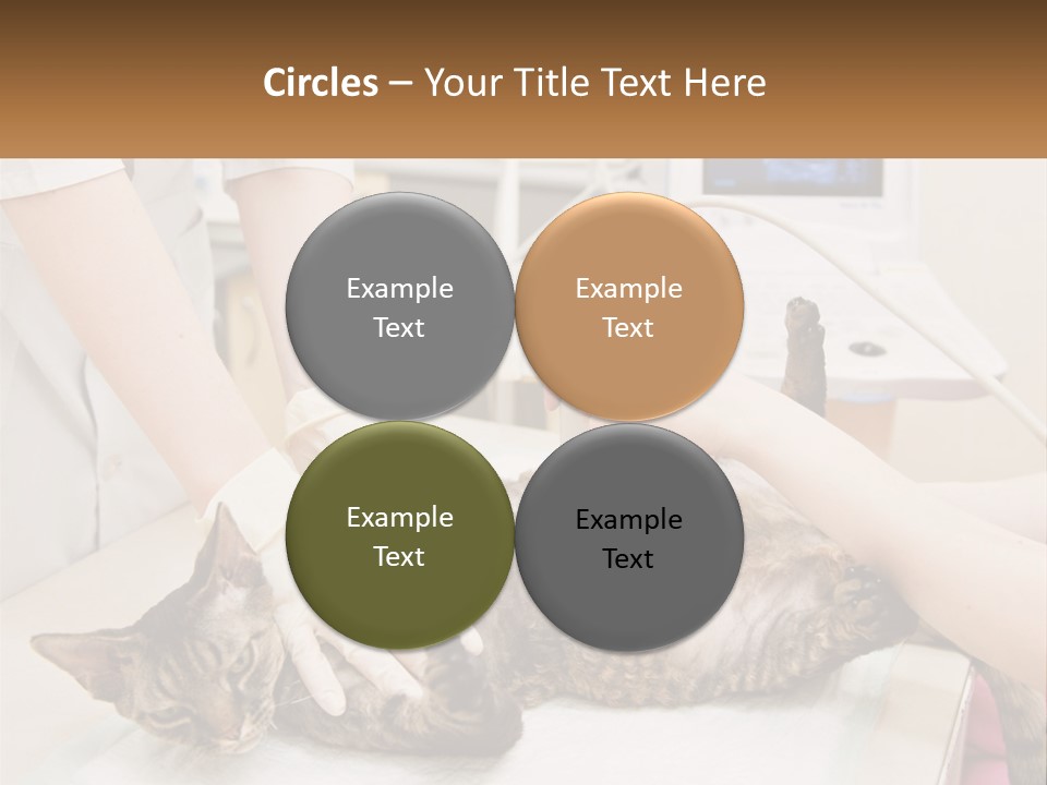 A Cat Is Being Examined By A Veterinator PowerPoint Template