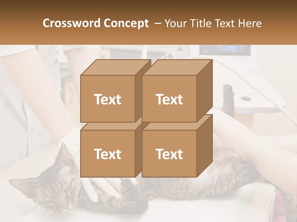 A Cat Is Being Examined By A Veterinator PowerPoint Template