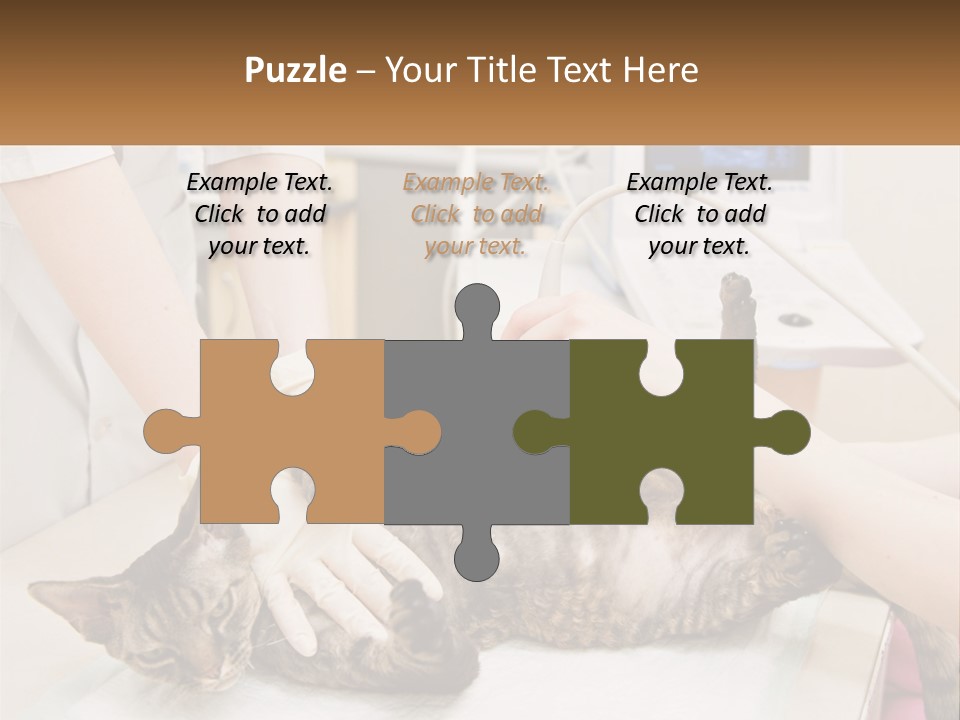 A Cat Is Being Examined By A Veterinator PowerPoint Template