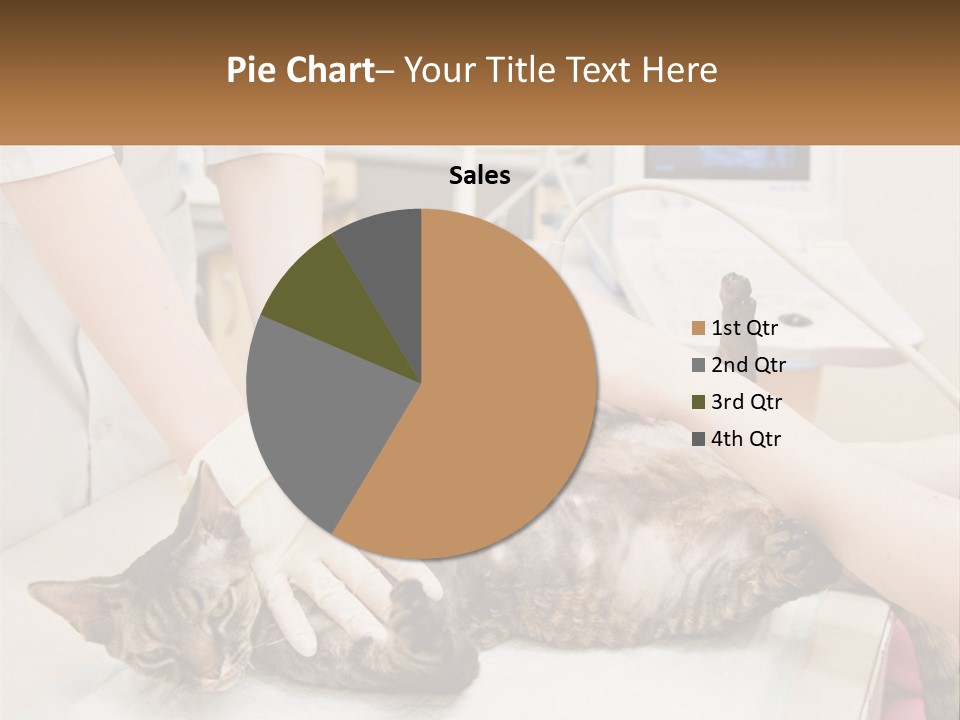 A Cat Is Being Examined By A Veterinator PowerPoint Template