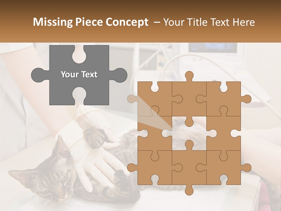 A Cat Is Being Examined By A Veterinator PowerPoint Template