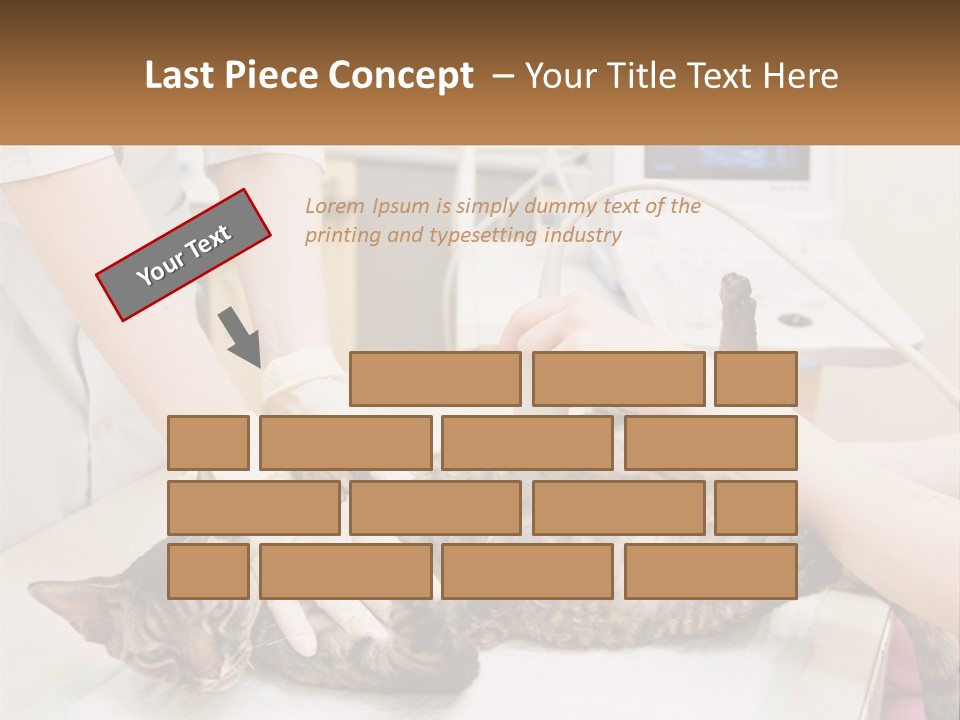 A Cat Is Being Examined By A Veterinator PowerPoint Template