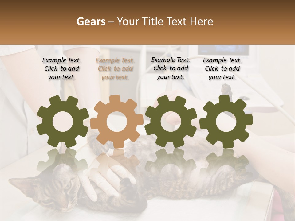 A Cat Is Being Examined By A Veterinator PowerPoint Template