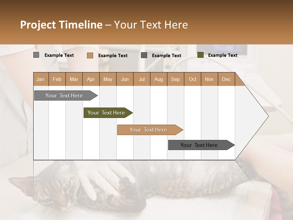 A Cat Is Being Examined By A Veterinator PowerPoint Template