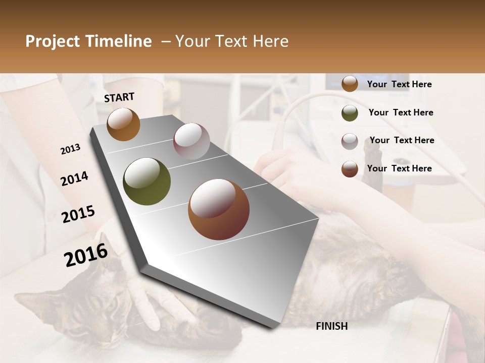 A Cat Is Being Examined By A Veterinator PowerPoint Template