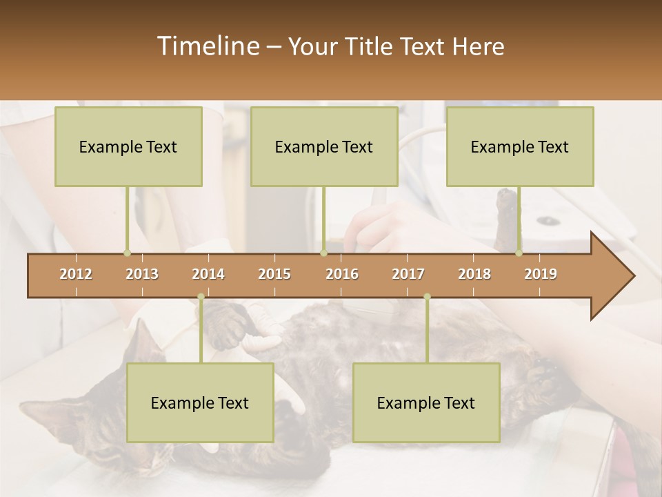 A Cat Is Being Examined By A Veterinator PowerPoint Template