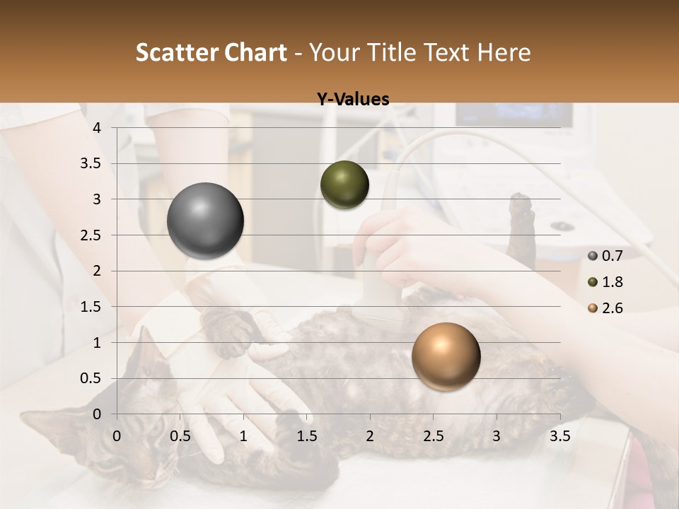 A Cat Is Being Examined By A Veterinator PowerPoint Template