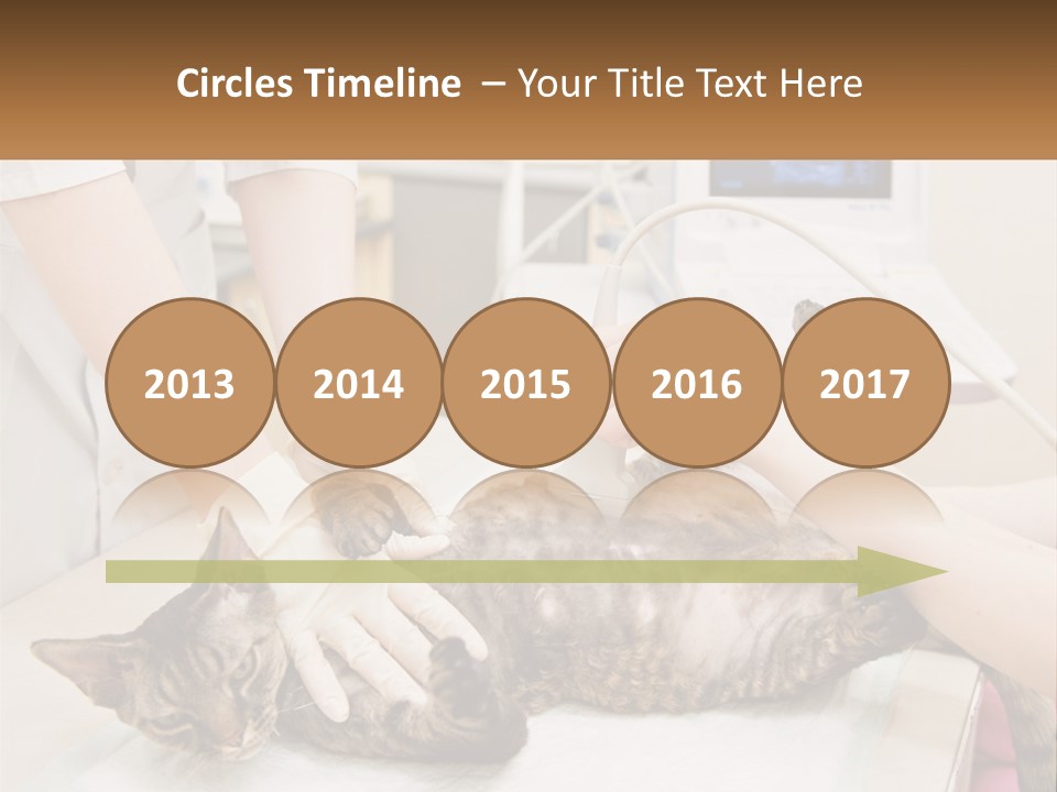 A Cat Is Being Examined By A Veterinator PowerPoint Template