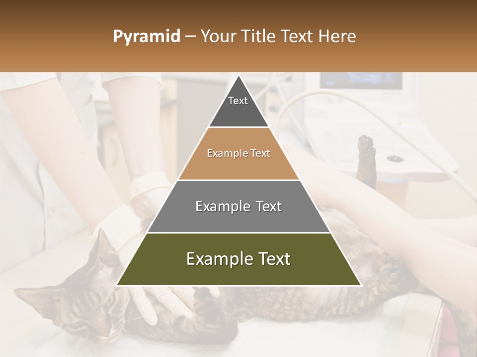 A Cat Is Being Examined By A Veterinator PowerPoint Template