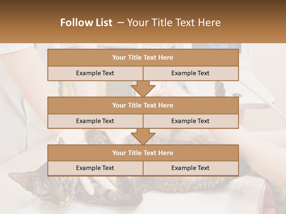 A Cat Is Being Examined By A Veterinator PowerPoint Template