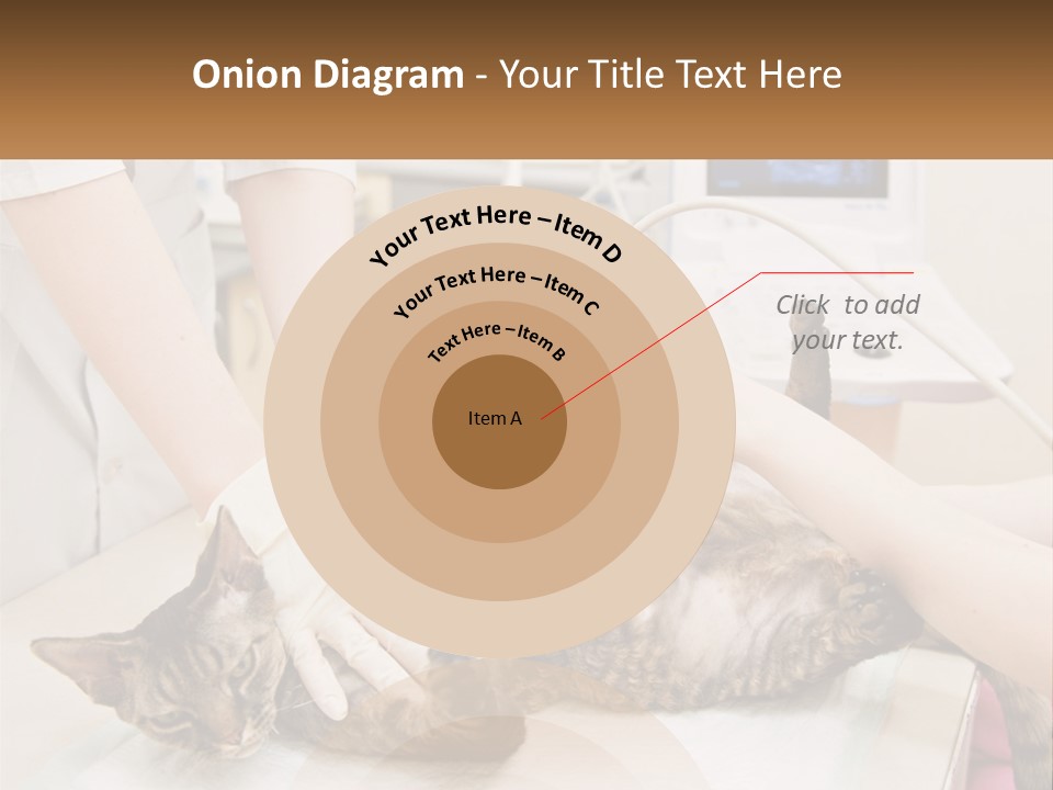 A Cat Is Being Examined By A Veterinator PowerPoint Template