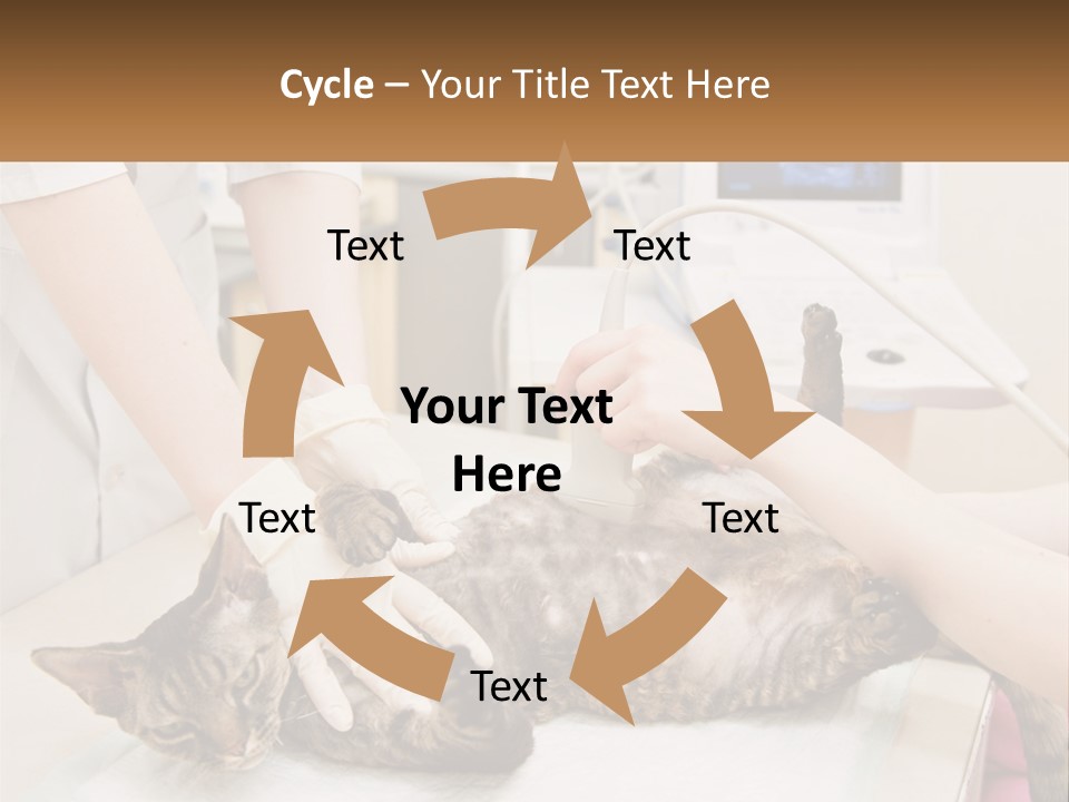 A Cat Is Being Examined By A Veterinator PowerPoint Template