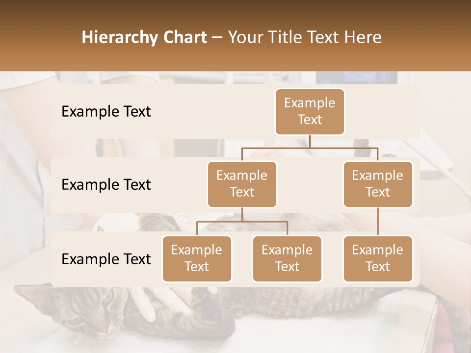 A Cat Is Being Examined By A Veterinator PowerPoint Template