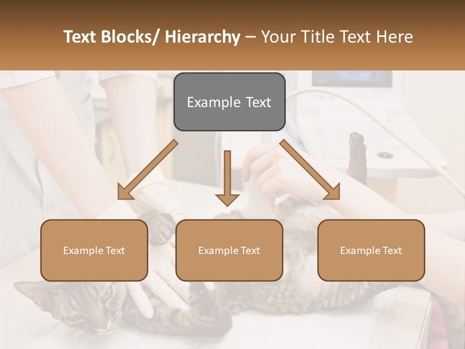 A Cat Is Being Examined By A Veterinator PowerPoint Template