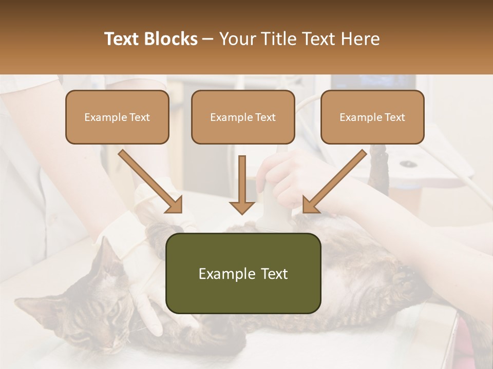 A Cat Is Being Examined By A Veterinator PowerPoint Template