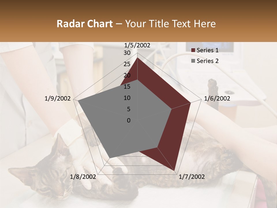 A Cat Is Being Examined By A Veterinator PowerPoint Template