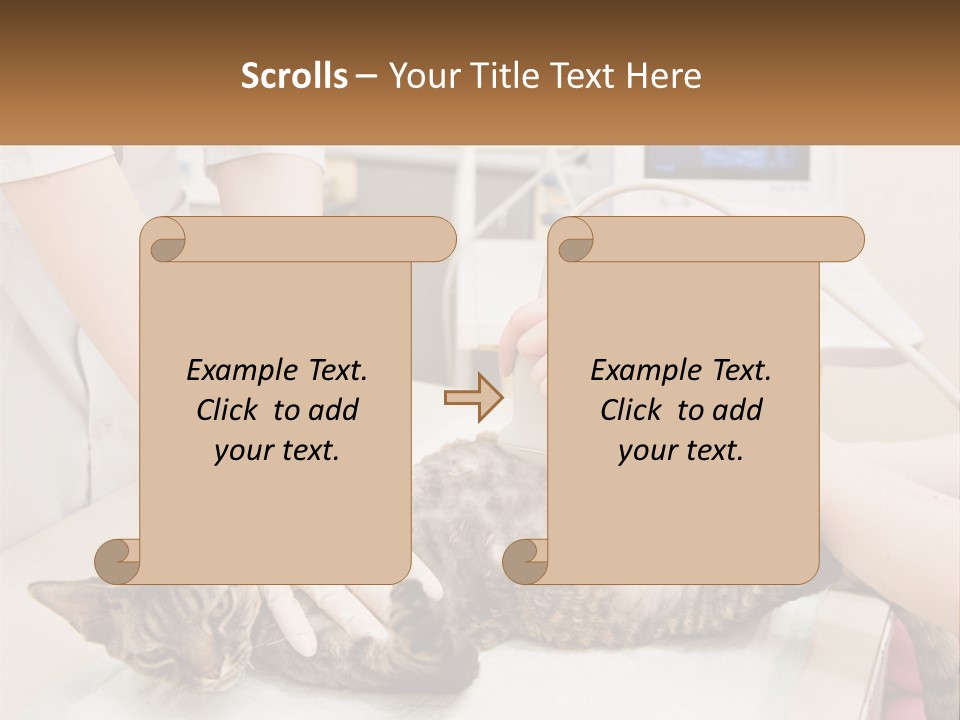 A Cat Is Being Examined By A Veterinator PowerPoint Template