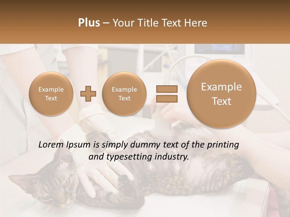 A Cat Is Being Examined By A Veterinator PowerPoint Template