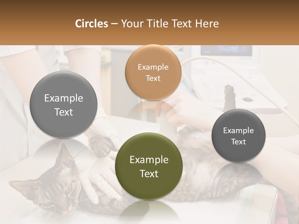 A Cat Is Being Examined By A Veterinator PowerPoint Template