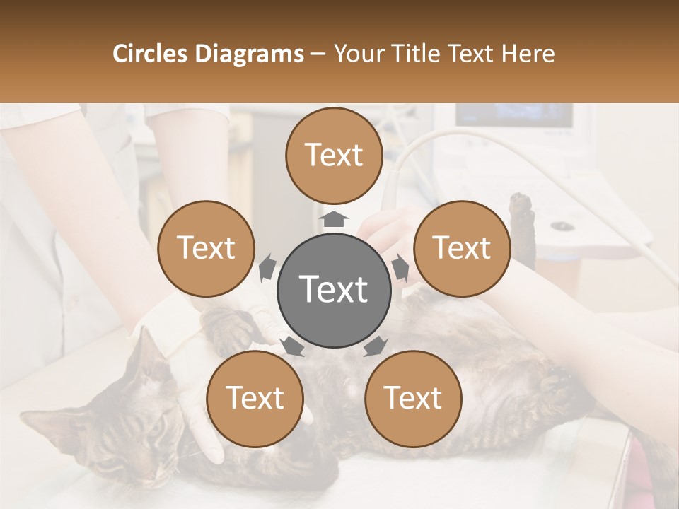 A Cat Is Being Examined By A Veterinator PowerPoint Template