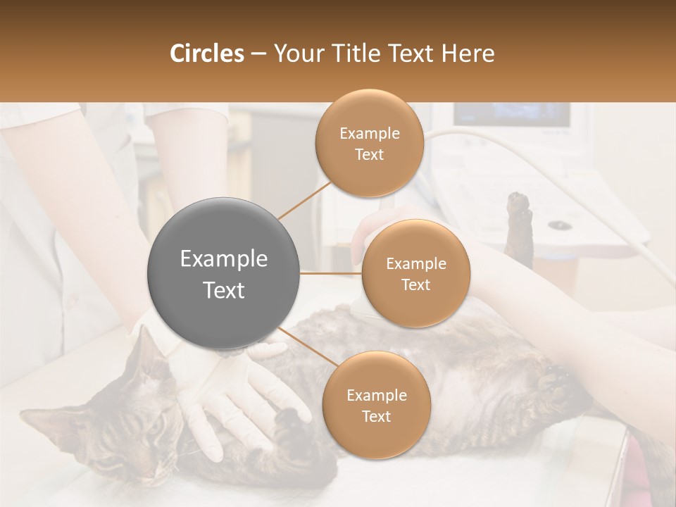 A Cat Is Being Examined By A Veterinator PowerPoint Template