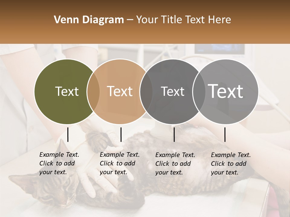 A Cat Is Being Examined By A Veterinator PowerPoint Template