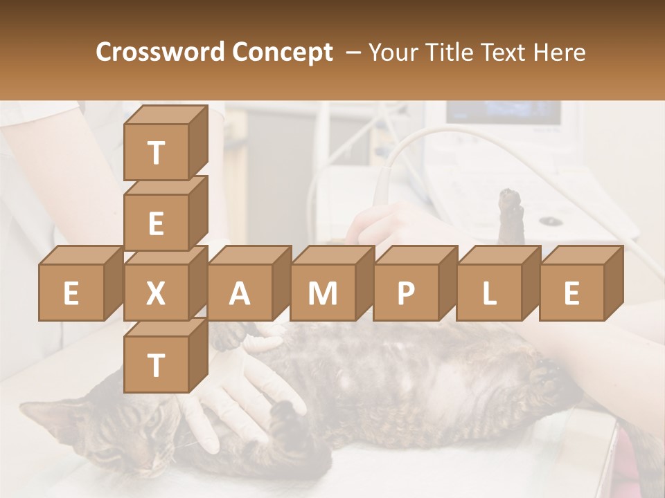 A Cat Is Being Examined By A Veterinator PowerPoint Template