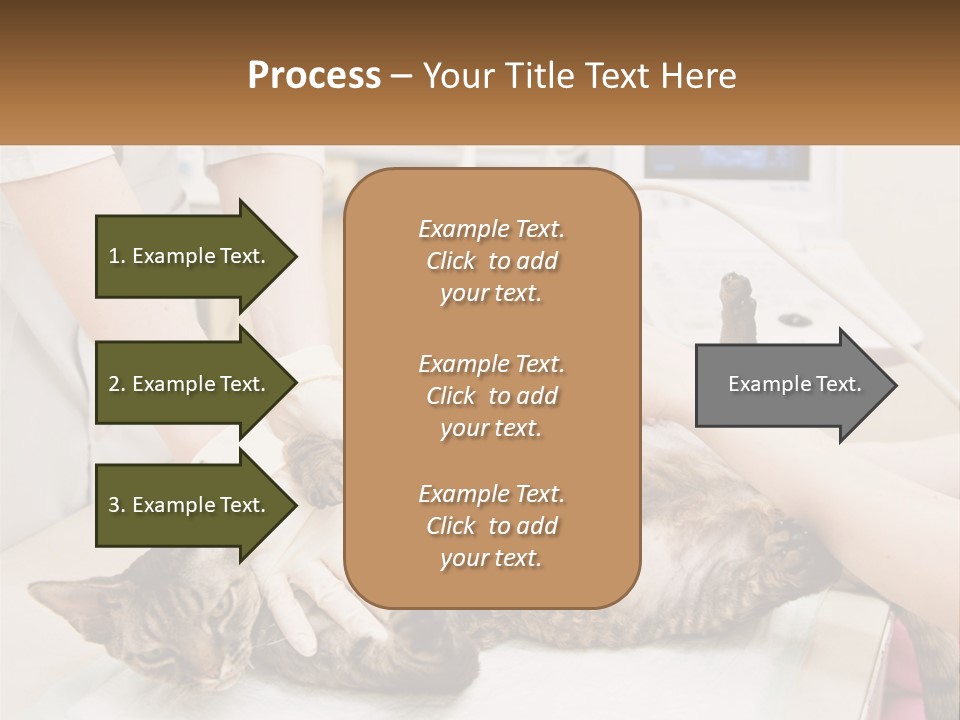 A Cat Is Being Examined By A Veterinator PowerPoint Template