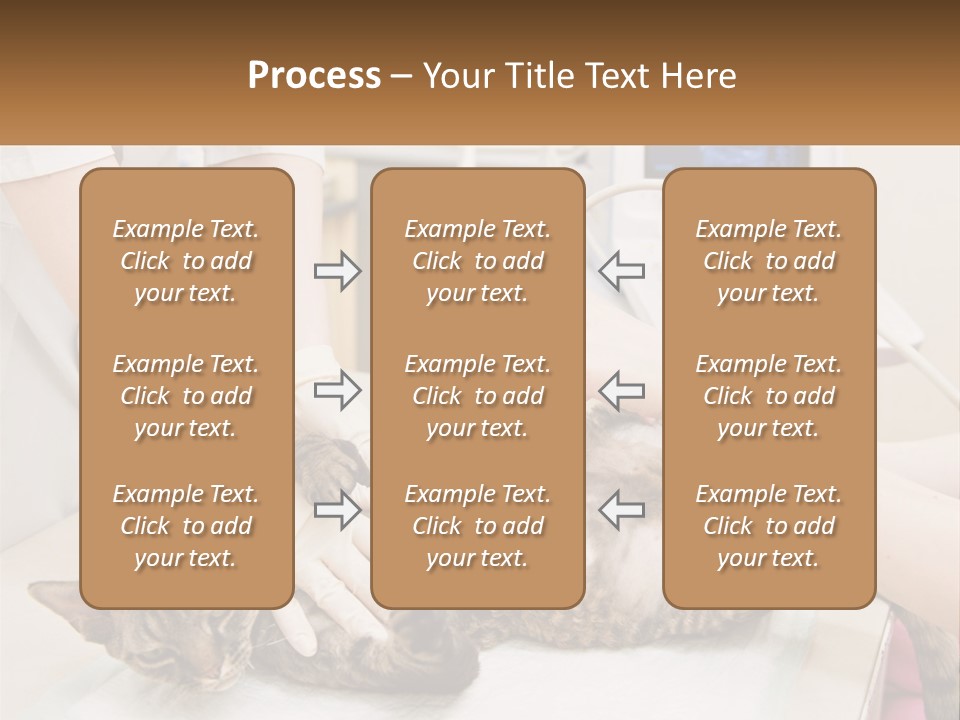 A Cat Is Being Examined By A Veterinator PowerPoint Template