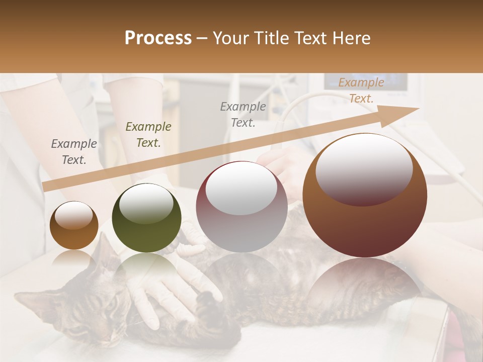 A Cat Is Being Examined By A Veterinator PowerPoint Template