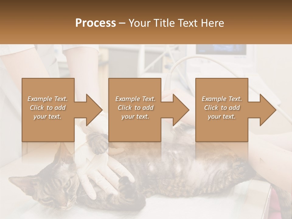 A Cat Is Being Examined By A Veterinator PowerPoint Template