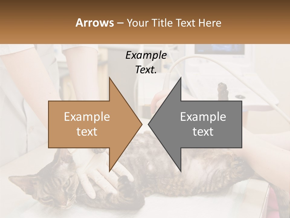 A Cat Is Being Examined By A Veterinator PowerPoint Template