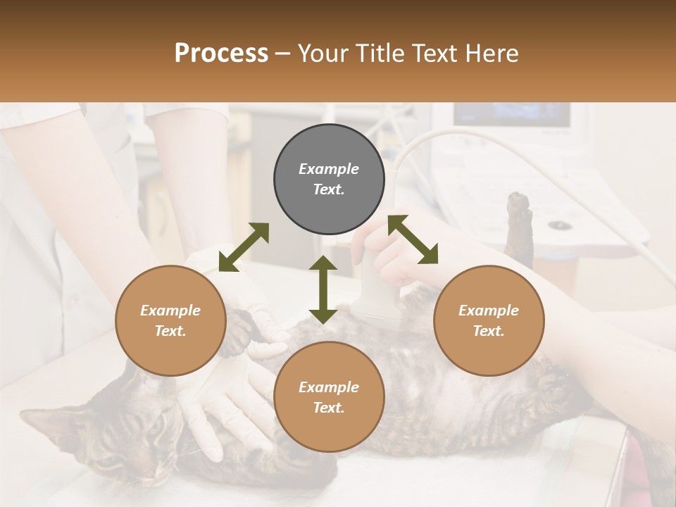 A Cat Is Being Examined By A Veterinator PowerPoint Template