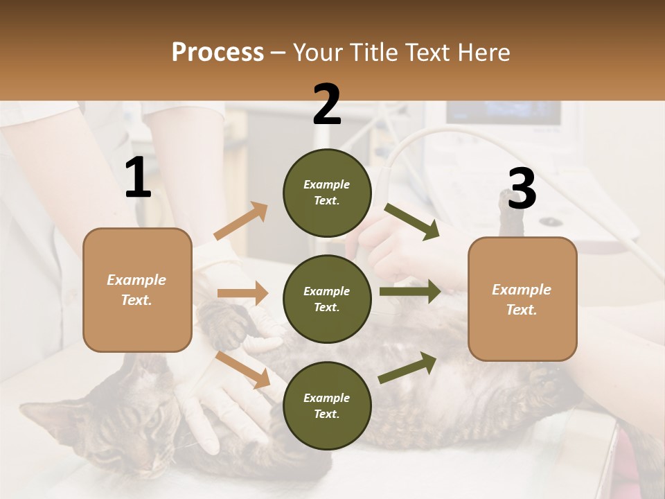 A Cat Is Being Examined By A Veterinator PowerPoint Template