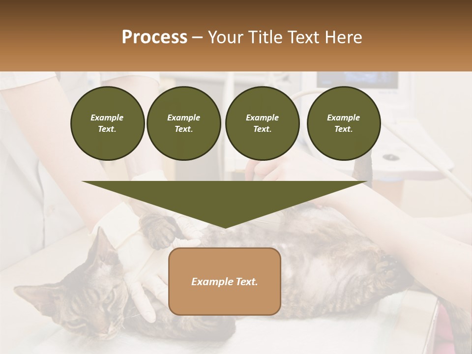 A Cat Is Being Examined By A Veterinator PowerPoint Template