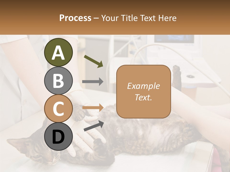 A Cat Is Being Examined By A Veterinator PowerPoint Template