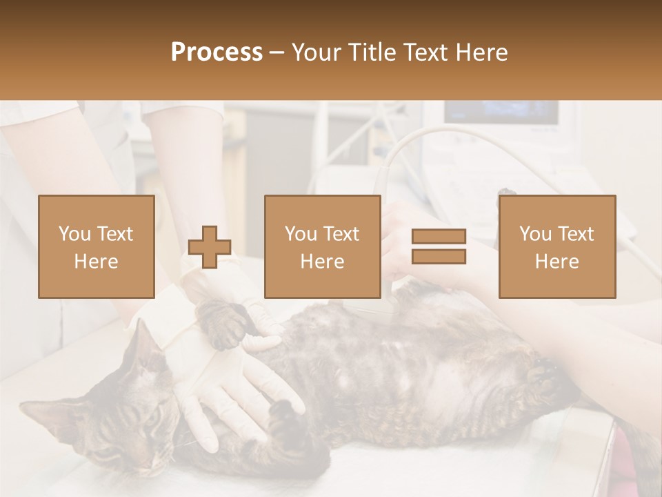 A Cat Is Being Examined By A Veterinator PowerPoint Template