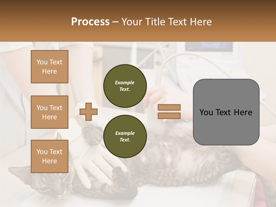 A Cat Is Being Examined By A Veterinator PowerPoint Template