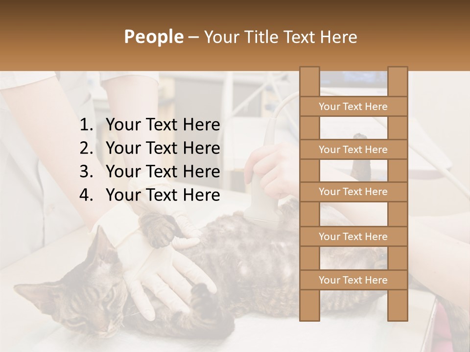 A Cat Is Being Examined By A Veterinator PowerPoint Template