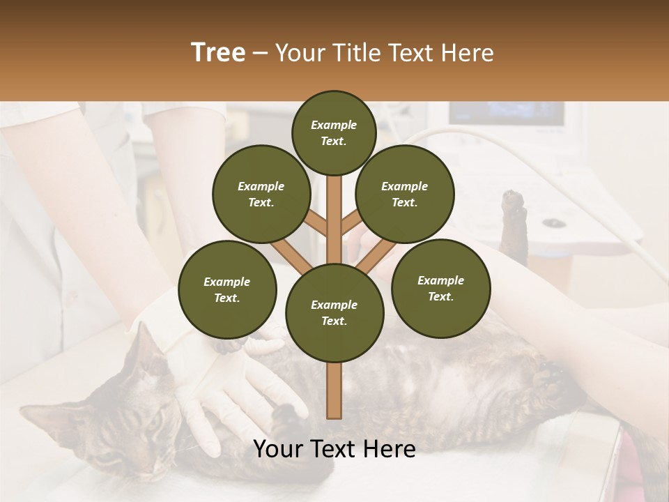 A Cat Is Being Examined By A Veterinator PowerPoint Template