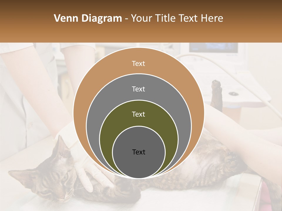 A Cat Is Being Examined By A Veterinator PowerPoint Template