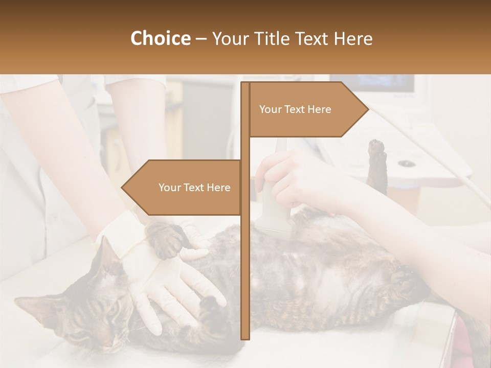 A Cat Is Being Examined By A Veterinator PowerPoint Template