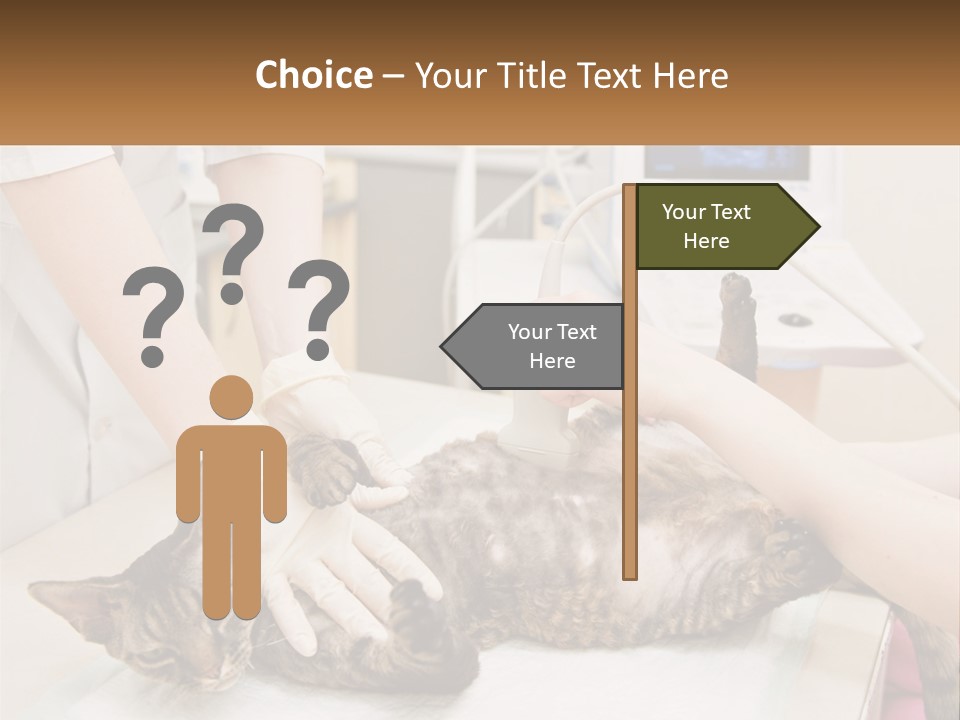 A Cat Is Being Examined By A Veterinator PowerPoint Template