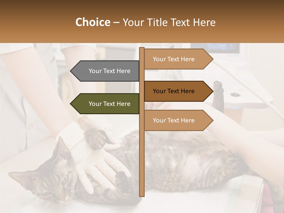 A Cat Is Being Examined By A Veterinator PowerPoint Template