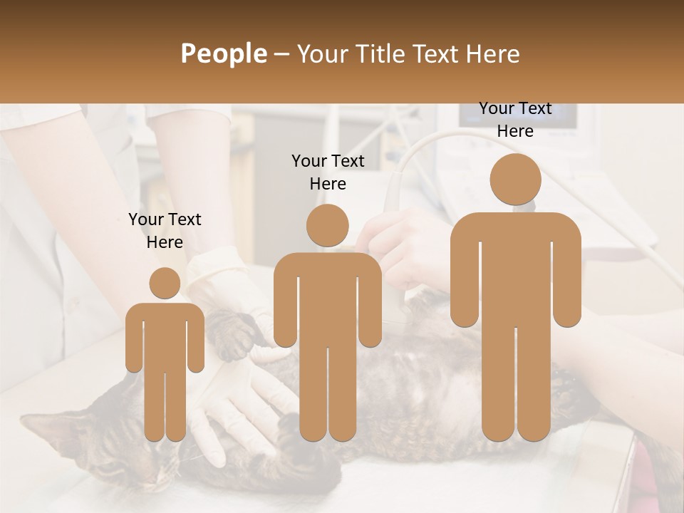 A Cat Is Being Examined By A Veterinator PowerPoint Template