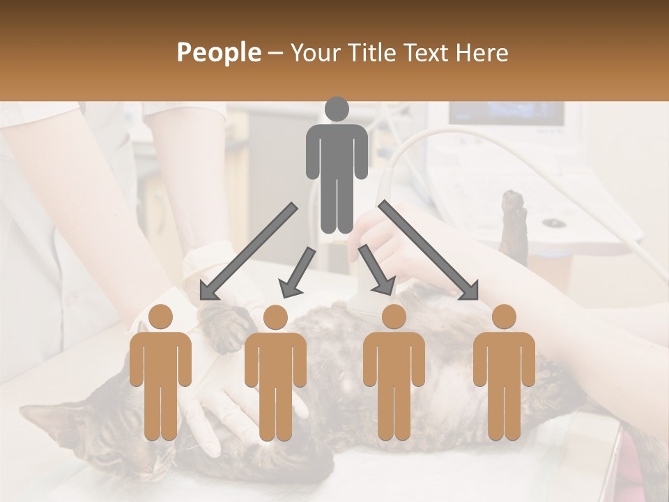 A Cat Is Being Examined By A Veterinator PowerPoint Template