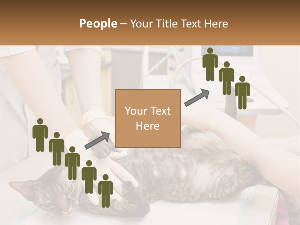 A Cat Is Being Examined By A Veterinator PowerPoint Template